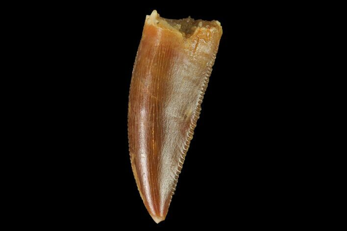 Serrated, Raptor Tooth - Real Dinosaur Tooth #142601